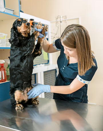 Odontologia Veterinária Nato Vet Center em São Paulo