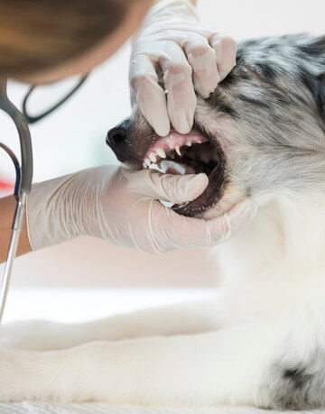 Odontologia Veterinária Nato Vet Center em São Paulo